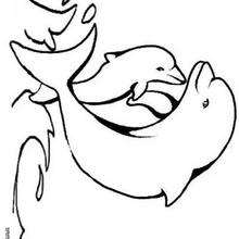 Baby dolphin coloring page