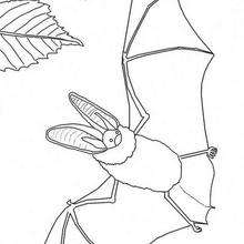 Bat and butterfly coloring page