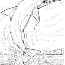 Big dolphin coloring page