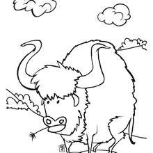 Buffalo coloring page - Coloring page - HOLIDAY coloring pages - THANKSGIVING coloring pages - INDIAN coloring pages