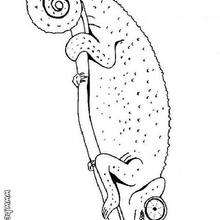 Chameleon coloring page - Coloring page - ANIMAL coloring pages - REPTILE coloring pages - CHAMELEON coloring pages