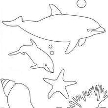 Dolphin and shell coloring page