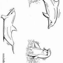 Playing dolphins coloring page