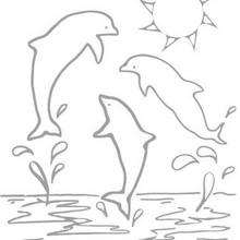 Three dolphins coloring page