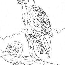 Falcon coloring page - Coloring page - ANIMAL coloring pages - BIRD coloring pages - FALCON coloring pages