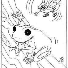 Frog and fly coloring page - Coloring page - ANIMAL coloring pages - REPTILE coloring pages - FROG coloring pages