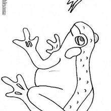 Frog coloring page - Coloring page - ANIMAL coloring pages - REPTILE coloring pages - FROG coloring pages