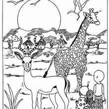 Giraffe and antelope coloring page - Coloring page - ANIMAL coloring pages - WILD ANIMAL coloring pages - AFRICAN ANIMALS coloring pages - GIRAFFE coloring pages