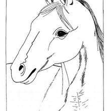 Horse portrait coloring page - Coloring page - ANIMAL coloring pages - FARM ANIMAL coloring pages - HORSE coloring pages - HORSE MARE coloring pages