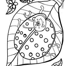 Ladybug coloring page - Coloring page - ANIMAL coloring pages - INSECT coloring pages - LADYBUG coloring page