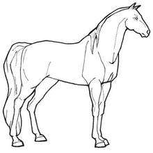Lovely mare coloring page - Coloring page - ANIMAL coloring pages - FARM ANIMAL coloring pages - HORSE coloring pages - HORSE MARE coloring pages