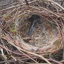 Best nest for birds - Kids Craft - HOLIDAY crafts - CHRISTMAS crafts - For the birds