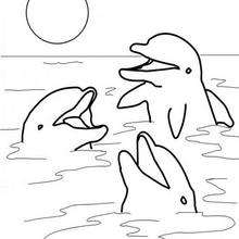Three playing dolphins coloring page