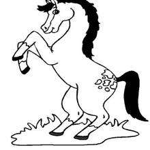 Rearing horse coloring page
