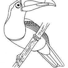 Toucan coloring page - Coloring page - ANIMAL coloring pages - BIRD coloring pages - TOUCAN coloring pages