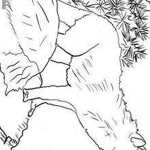 Wolf to print coloring page