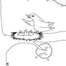 Bird nest coloring page - Coloring page - ANIMAL coloring pages - BIRD coloring pages - BIRDS coloring pages