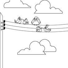 Sparrows on the electrical pole coloring page - Coloring page - ANIMAL coloring pages - BIRD coloring pages - SPARROW coloring pages