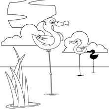 Flamingo coloring page - Coloring page - ANIMAL coloring pages - BIRD coloring pages - FLAMINGO coloring pages