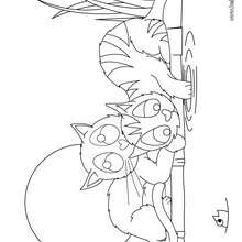Playing Kittens coloring page - Coloring page - ANIMAL coloring pages - PET coloring pages - CAT coloring pages - KITTEN coloring pages