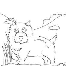 Chow chow coloring page - Coloring page - ANIMAL coloring pages - PET coloring pages - DOG coloring pages - CHOW CHOW coloring pages