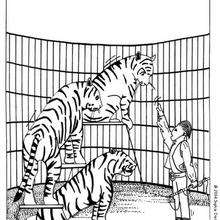 Circus Tigers coloring page