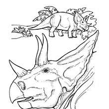 Triceratops' head coloring page - Coloring page - ANIMAL coloring pages - DINOSAUR coloring pages - TRICERATOP coloring pages