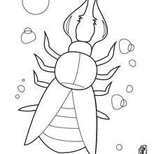 Strange Beetle coloring page - Coloring page - ANIMAL coloring pages - INSECT coloring pages - INSECT to color in