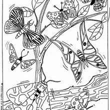 Butterflies coloring page - Coloring page - ANIMAL coloring pages - INSECT coloring pages - BUTTERFLY coloring pages