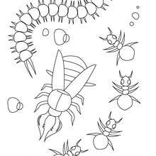 Centipede and ants coloring page - Coloring page - ANIMAL coloring pages - INSECT coloring pages - CENTIPEDE coloring pages