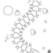Centipede coloring page - Coloring page - ANIMAL coloring pages - INSECT coloring pages - CENTIPEDE coloring pages