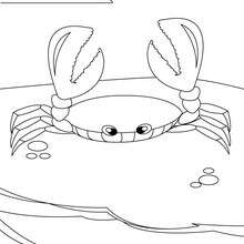 Crab to color in - Coloring page - ANIMAL coloring pages - SEA ANIMALS coloring pages - CRAB coloring pages
