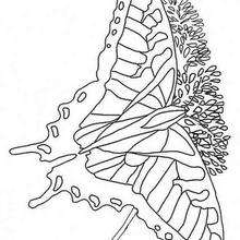 Multicolored butterfly coloring page - Coloring page - ANIMAL coloring pages - INSECT coloring pages - BUTTERFLY coloring pages