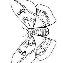 Night Butterfly coloring page