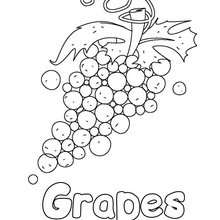 Grapes - Coloring page - NATURE coloring pages - FRUIT coloring pages - GRAPES coloring pages