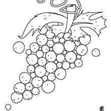 Grapes coloring page - Coloring page - NATURE coloring pages - FRUIT coloring pages - GRAPES coloring pages