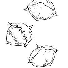 Hazelnuts coloring page - Coloring page - NATURE coloring pages - FRUIT coloring pages - HAZELNUT coloring pages