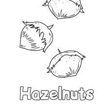 Hazelnut - Coloring page - NATURE coloring pages - FRUIT coloring pages - HAZELNUT coloring pages