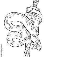Amazonian tree boa coloring page - Coloring page - ANIMAL coloring pages - REPTILE coloring pages - SNAKE coloring pages - BOA coloring pages