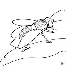 Fly coloring page