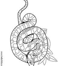 Boa coloring page - Coloring page - ANIMAL coloring pages - REPTILE coloring pages - SNAKE coloring pages - BOA coloring pages