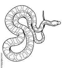 Boa snake coloring page - Coloring page - ANIMAL coloring pages - REPTILE coloring pages - SNAKE coloring pages - BOA coloring pages