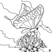 Colorful butterfly coloring page - Coloring page - ANIMAL coloring pages - INSECT coloring pages - BUTTERFLY coloring pages