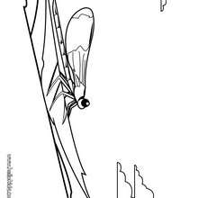 Dragonfly coloring page - Coloring page - ANIMAL coloring pages - INSECT coloring pages - DRAGONFLY coloring pages