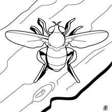 Bee coloring page - Coloring page - ANIMAL coloring pages - INSECT coloring pages - BEE coloring pages