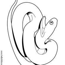 Snake coloring page - Coloring page - ANIMAL coloring pages - REPTILE coloring pages - SNAKE coloring pages - SNAKE to color in