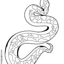 Snake coloring page - Coloring page - ANIMAL coloring pages - REPTILE coloring pages - SNAKE coloring pages - SNAKE to color in