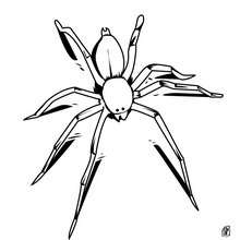 Spider coloring page - Coloring page - ANIMAL coloring pages - INSECT coloring pages - SPIDER coloring pages
