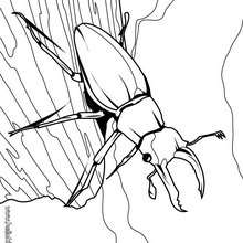 Stag beetle coloring page - Coloring page - ANIMAL coloring pages - INSECT coloring pages - STAG BEETLE coloring page