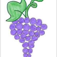 How do draw a Grape - Drawing for kids - HOW TO DRAW lessons - How to draw FRUITS
